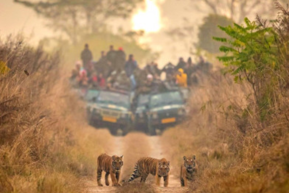 3 Days Corbett Safari Tour Package